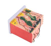 50X 3D Human Skin Model | Anatomy Teaching Aid for Classroom/Lab | PVC Material, 25 Diagram Labels | Shows Hair Follicles & Sweat Glands
