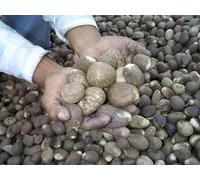 50x Commercio Equo Solidale Ecuador Tagua Dadi Vegano Avorio 35-45mm/3.6-4.3cm