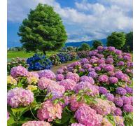 51 pezzi di ortensie blu, rosa e viola - Fiori perenni straordinari per fioriture colorate in giardino - Pianta resistente all'inverno per gli amanti del giardino - Varietà facile da coltivare per abb