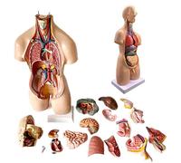55 Cm Modello Anatomico Torso Corpo Umano Unisex Modello 4D Diaframma Toracico Cuore Giocattolo Educativo in PVC