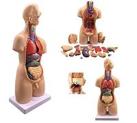 55 Cm Modello del Corpo Umano 19 PC Modello di Anatomia del Torso Umano con Scheletro Cerebrale della Testa del Cuore, Modello di Anatomia del Corpo 4d, Modello di Assemblaggio Anatomico degli Organi