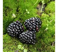 55 pezzi semi di balcone moras - colonnari colonnari resistenti, piccolo per donne, semi