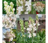 550 pezzi semi di nardo - prato selvatico decorazione resistente, resistente all'inverno per il giardino, semi del prato