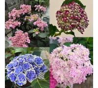 550 pezzi semi di ortensia - da giardino resistenti, semi decorazione giardino tetti verdi