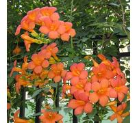 550 pz semi resistenti della tromba, rialzata perenni per il pieno sole rampicante Le sono resistenti