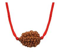 55Carat Certificato Originale 2 Mukhi Due Facce Nepali Rudraksha Perline Pendente con Filo Rosso Semplice Brank Locket per Uomo e Donna