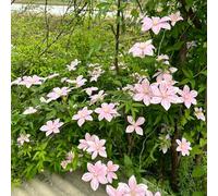 5bulbi di clematide - decorazione eccellente il giardino decorazioni per