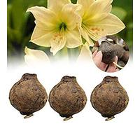 5C7E 5E25 3 pezzi/sacchetto Giallo Alba Amaryllis Hippeastrum Bulbi graine fleur jardin