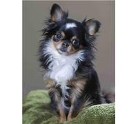 5D Diamond Painting Kit, Chihuahua a pelo lungo Completo Trapano Fai da Te Pittura Diamante, Strass Ricamo Pittura a Punto Croce Arte Mestiere per La Decorazione Parete Casa 30x40cm