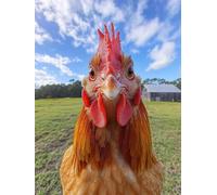 5D Diamond Painting Kit Gallo Diamond Painting Grandi Dimensioni Animale, 5D Kit Pittura Adulti Quadri Con Perline, DIY Full Drill Quadrato Diamantiny Punto Croce per Decorazione Casa 70x100cm G-JA99