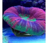 5pcs Aquarium Coral Rack Base Base Coral Base Pish Serbatoio Forniture (Nero)