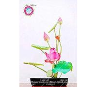 5pcs/bag semi di fiore di loto loto Piante acquatiche b loto giglio d'acqua semi perenne pianta per giardino di casa 6: Only Seeds
