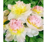 5pcs bulbi di peonia adatti principianti principianti giardiniere facile manutenzione varietà entry-level colori misti rari paesaggi pastorali