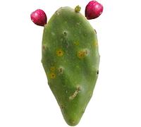 5pz Pianta grassa pala fico d'india frutti rossi - Opuntia Stricta o Dilleni