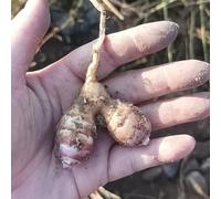 5tuberi di topinambur tappezzante per giardino aromatico sul balcone e