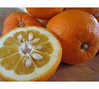 6: Delicious Golden Orange Seed Semi Mini Vaso Albero da Frutto Interesting BonsaïPianta 50 Particle/Lotto 6 Seeds ONLY