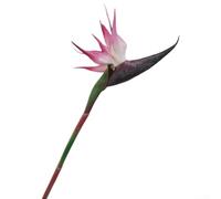 6 fiori artificiali di uccello del paradiso con steli pieghevoli per interni giardino e decorazione di nozze, progettati per l'uso in case, hotel, uffici ed eventi (rosa tromba)