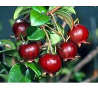 6 graines de GOYAVIER DU CHILI (Ugni Molinae) G249 CHILEAN GUAVA SEEDS SEMENTES