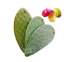 6 Pale fico d'india per talea gialla bianca rossa - Opuntia ficus indica