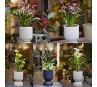 6 pezzi bulbi di cala resistenti - bulbi primavera resistenti al giardino decorazione giardino balcone per