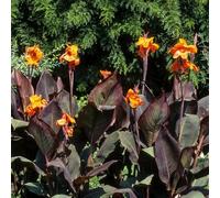 6 pezzi bulbi di canna - piccolo per donne bulbi resistenti primavera acquistare di canna decorazione letto elevato per balcone