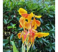 6 pezzi bulbi di canna - piccolo per le donne, bulbi resistenti in primavera, acquistare tubercoli di canna, decorazione letto elevato per balcone