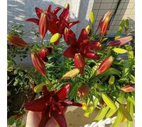 6 pezzi bulbi di lirie di - bulbi di primavera piccolo lirio per donne, giardino resistenti e perenni, decorazione balcone