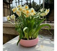 6 pezzi bulbi di narcissi perenni resistenti - dal balcone dell'interno, resistenti, esotici del giardino