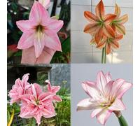 6 pezzi bulbo di amarilis - di casa bulbi di amarilis copertura del suolo resistenti, piccolo per le donne, decorazione resistenti