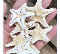 6 pezzi Conchiglia di Conca naturale, Gambero Mantide, Stelle Marine, Decorazione da piattaforma mediterranea, Arte da parete dell'Oceano, Serie di decorazione per la casa. Si prega di notare che ques