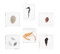 6 Pezzi Esemplare di Vita Marina in Resina Acrilica | Conchiglia di Mare, Cavalluccio e Gambero, Decorativo per Aule e Attività Didattiche All'aperto