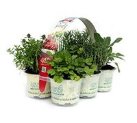 6 Piante Aromatiche per grigliate