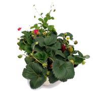 6 Piante di fragole in vaso 9 cm