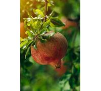 6 piante di Melograno da frutto "Punica granatum Dente di Cavallo" in vaso ø19 cm h. 180/200 cm Vivaio di Castelletto