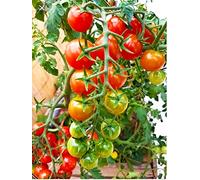 6 Piante Pomodoro Ciliegino TERRE DI ROMAGNA MADE IN ITALY