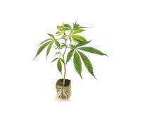 6 PIANTINE ORNAMENTALI DI CANNABIS SATIVA L. (VERE)
