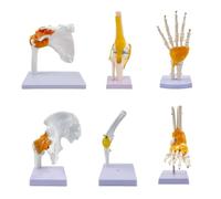 6-Piece Human Joint Anatomy Model Set，Shoulder Knee Hip Elbow Joint Model Set，Human Skeleton Model with Base for Medical Education, Classroom, Training, and Demonstration