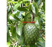 6 SEMI DI Annona Muricata"Guanàbana, GRAVIOLA