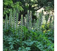 6 x Acanthus Mollis - Perenni Vaso 9cm x 9cm