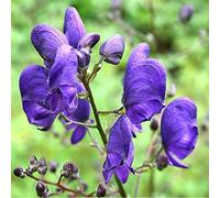 6 x Aconitum Napellus - Perenni Vaso 9cm x 9cm