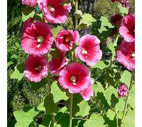 6 x Alcea Rosea 'Rubra' - Perenni Vaso 9cm x 9cm