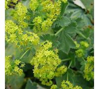 6 x Alchemilla Mollis - Perenni Vaso 9cm x 9cm