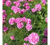 6 x Armeria Maritima 'Splendens Perfecta' - Perenni Vaso 9cm x 9cm