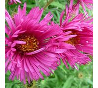 6 x Aster Nova Angliae 'Andenken An Alma Potschke' - Perenni Vaso 9cm x 9cm