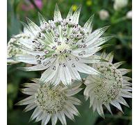 6 x Astrantia Major - Perenni Vaso 9cm x 9cm