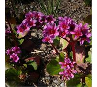 6 x Bergenia 'Morgenrote' - Perenni Vaso 9cm x 9cm