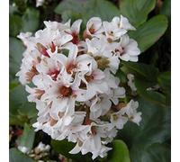 6 x Bergenia 'Silberlicht' - Perenni Vaso 9cm x 9cm