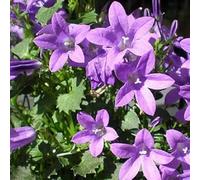 6 x Campanula Portenschlagiana - Perenni Vaso 9cm x 9cm