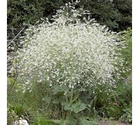 6 x Crambe Cordifolia - Perenni Vaso 9cm x 9cm
