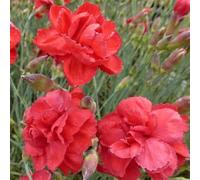 6 x Dianthus Plumarius 'David' - Perenni Vaso 9cm x 9cm